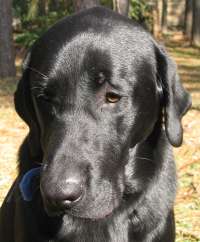 duck hunting dog duck hunting dog