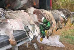 ducks ducks